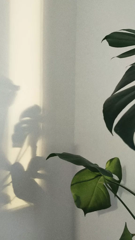 Plant Shadow Green Leaves Light Wall