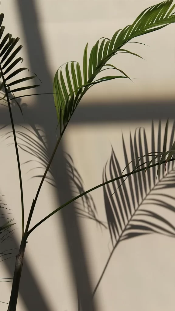 Plant Shadow Green Leaves Wall