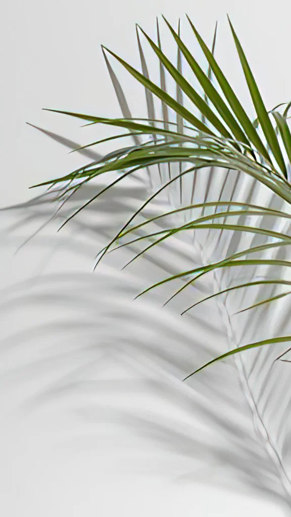 Plant Shadow Green Leaves White Background