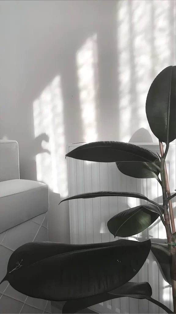 Plant Shadow Interior Minimalist Calm