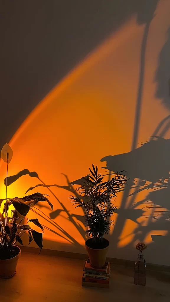 Plant Shadow Light Orange Wall