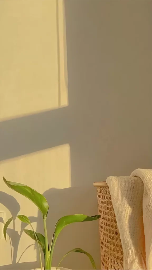 Plant Shadow Sunlight Cozy Home Decor
