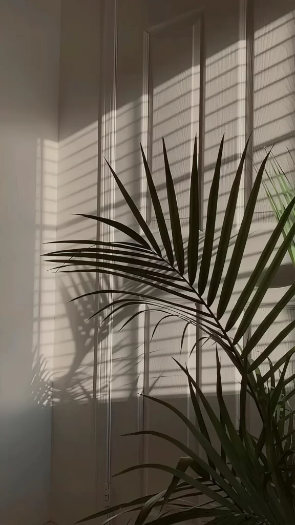 Plant Shadow Sunlight Interior Calm