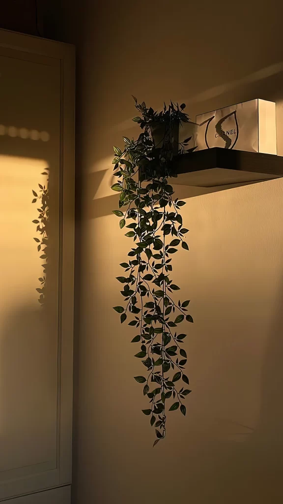 Plant Shadow Sunlight Interior Wall