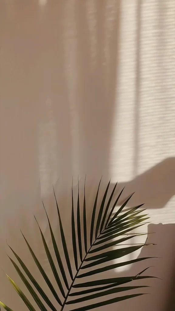 Plant Shadow Sunlight Serene Calm