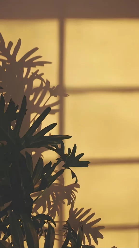 Plant Shadow Sunlight Tranquil Nature