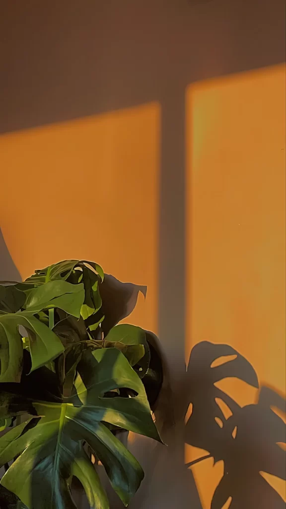Plant Shadow Sunlight Wall Green
