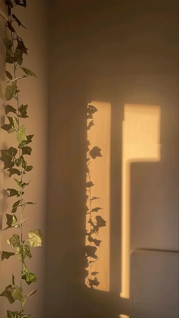Plant Shadow Sunlight Wall Interior