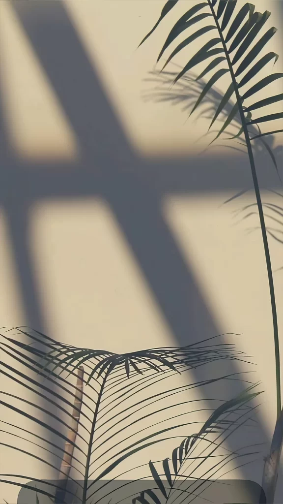 Plant Shadow Sunlight Wall Nature