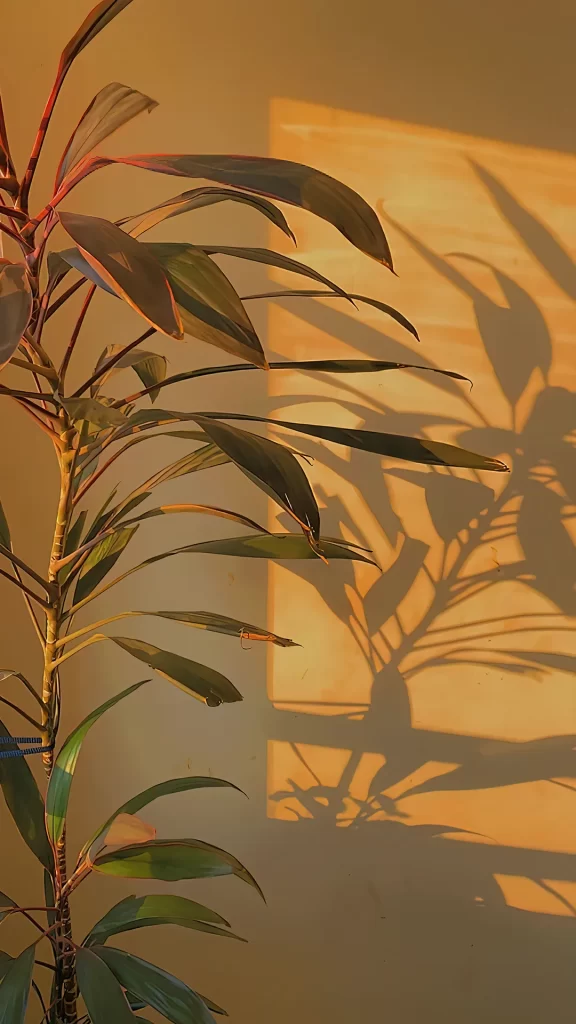 Plant Shadow Sunlight Wall Texture