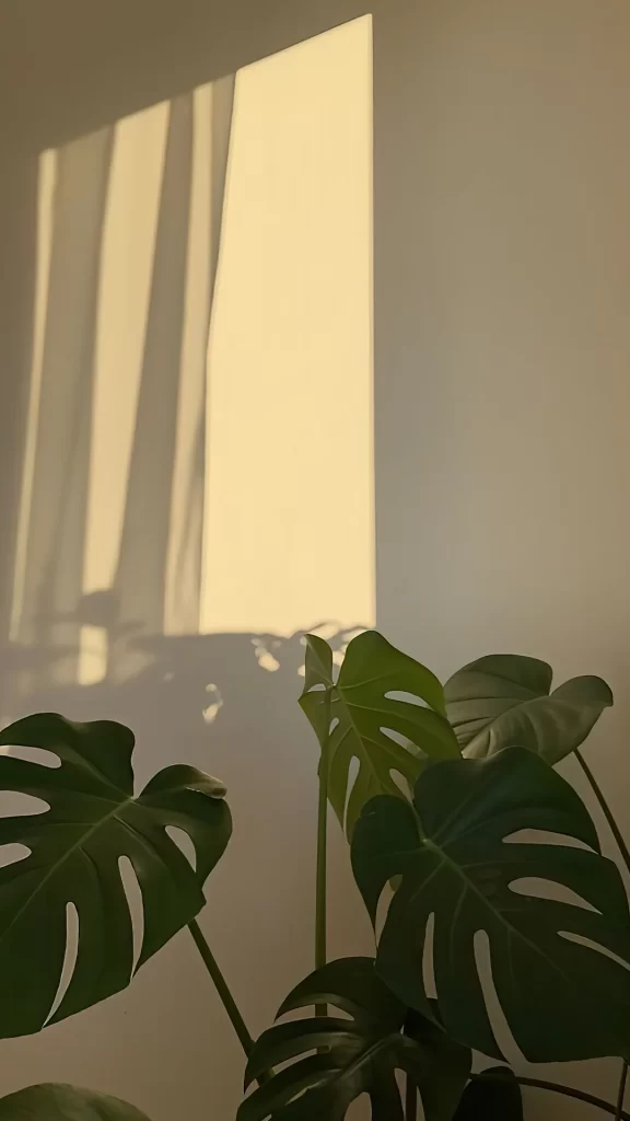 Plant Sunlight Shadow Green Leaves Wall