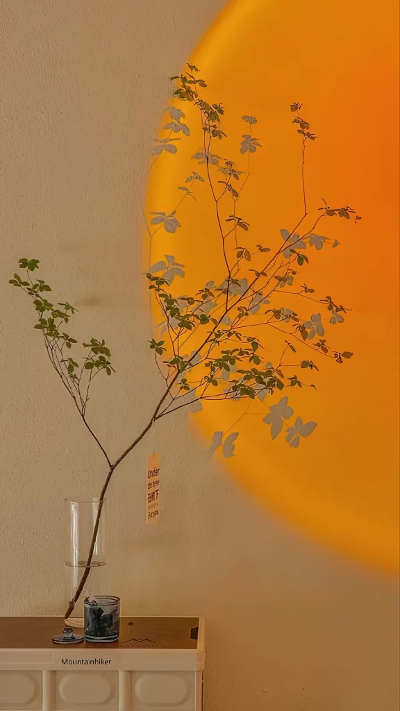 Plant Vase Shadow Wall Sunlight