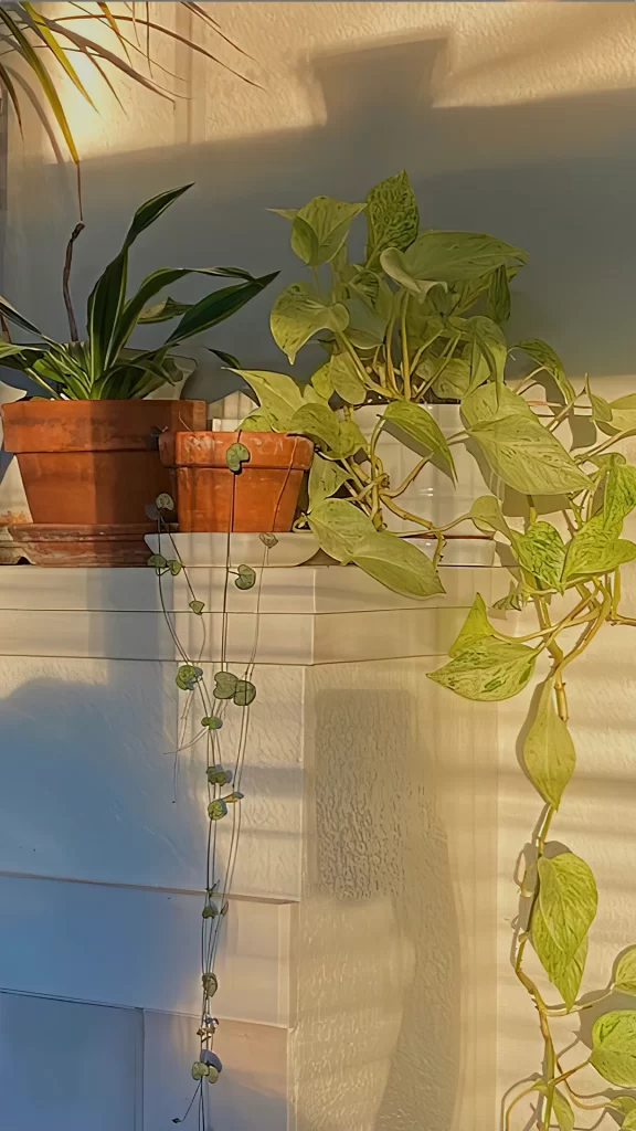 Plants Sunlight Terracotta Pots Greenery Shadow