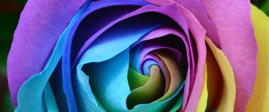 Rainbow Colors Vibrant Petals Flower Beauty Nature