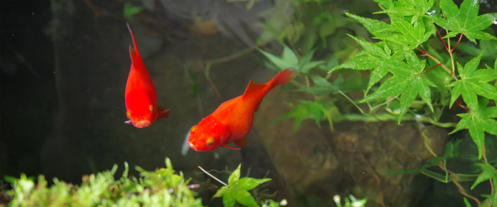 Red Fish Green Plants Pond Water Nature Vibrant