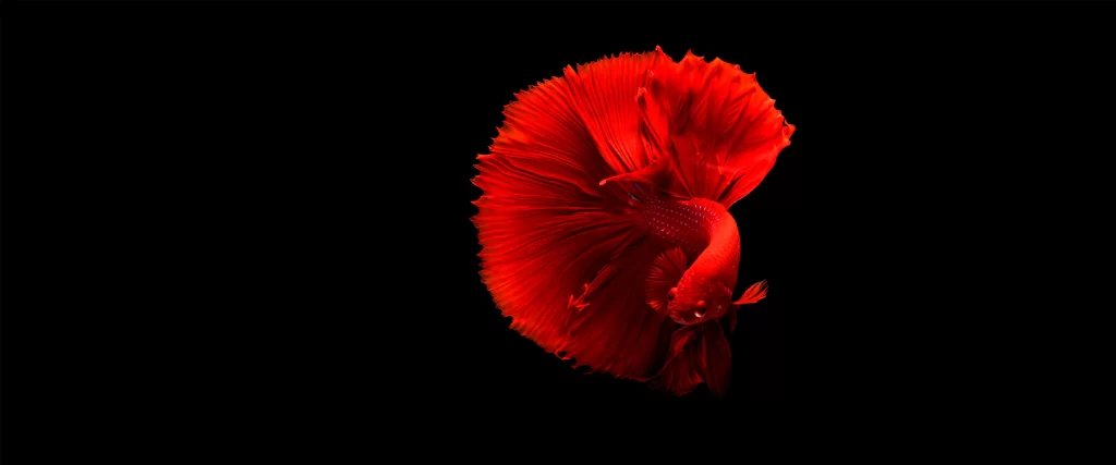 Red Fish Vibrant Fins Black Background Solitary Aquatic