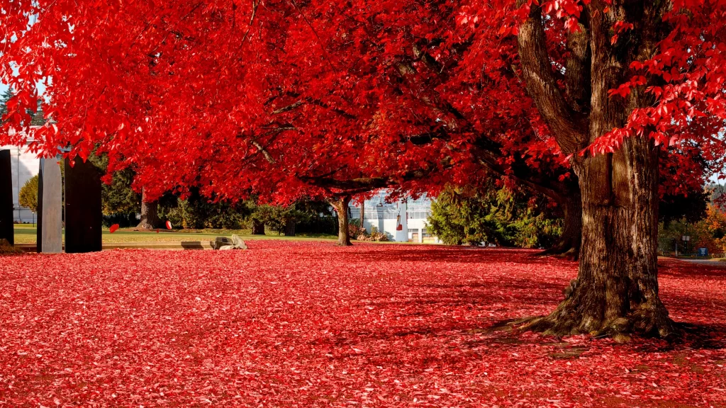 Red leaves autumn tree ground foliage scenery