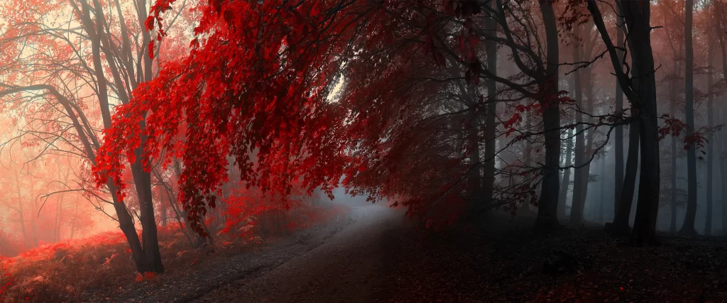 Red Leaves Misty Forest Autumn Serene Surreal Tranquil