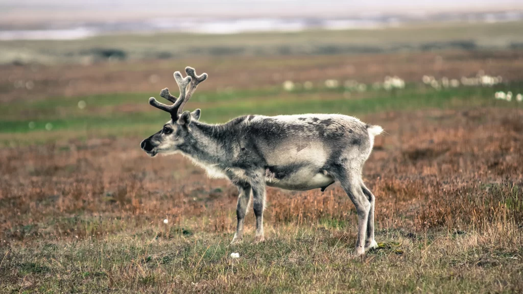 Reindeer Grassland Antlers Wild Nature Tranquil