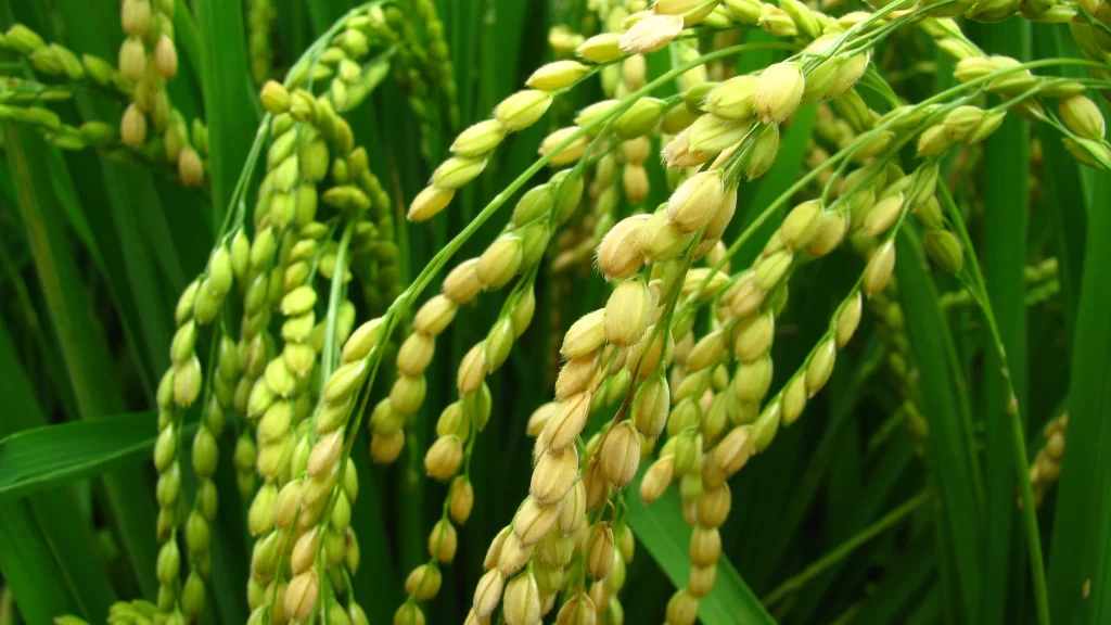 Rice Harvest Green Field Growth