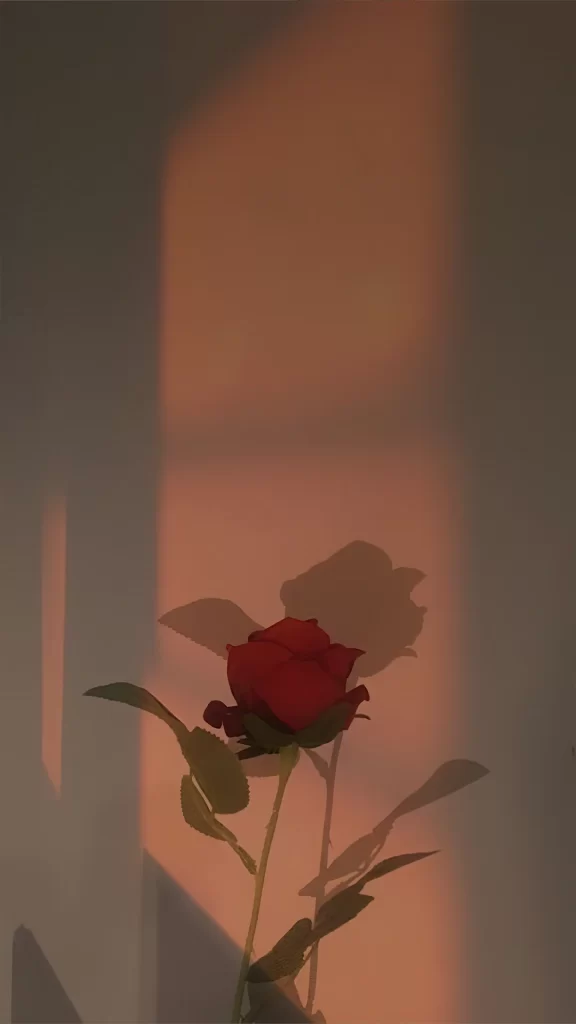 Rose Shadow Sunlight Serene Beauty