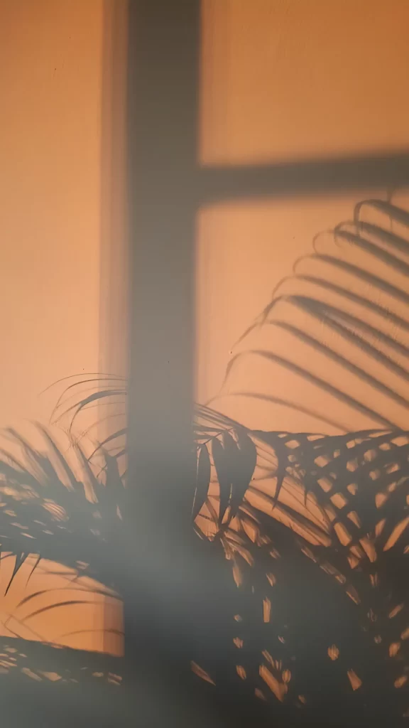 Shadow Plant Sunlight Wall Warm Tranquil