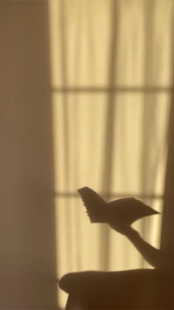 Shadow Silhouette Bird Light Window Serene