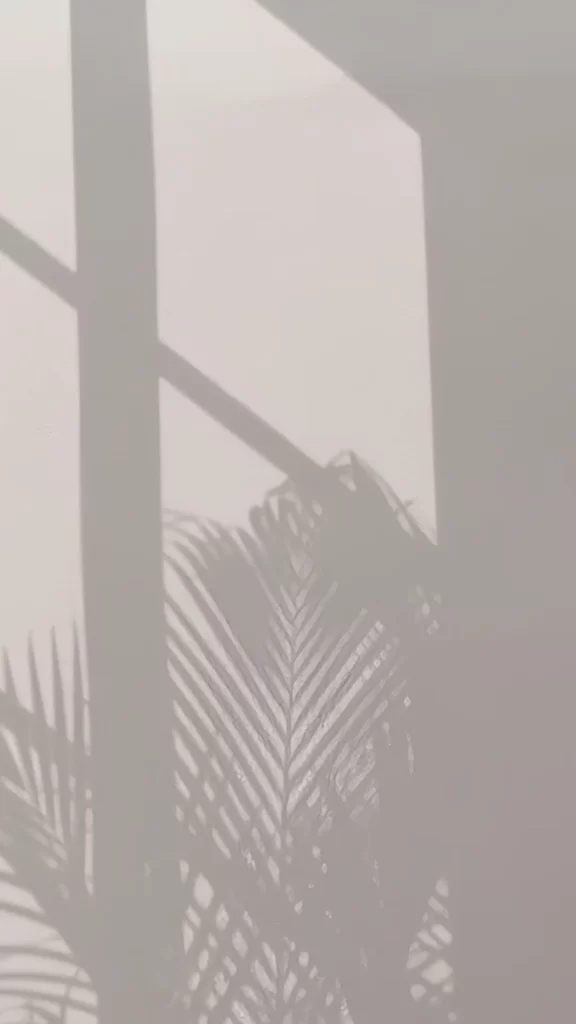 Shadow Window Plant Leaves Light Tranquil