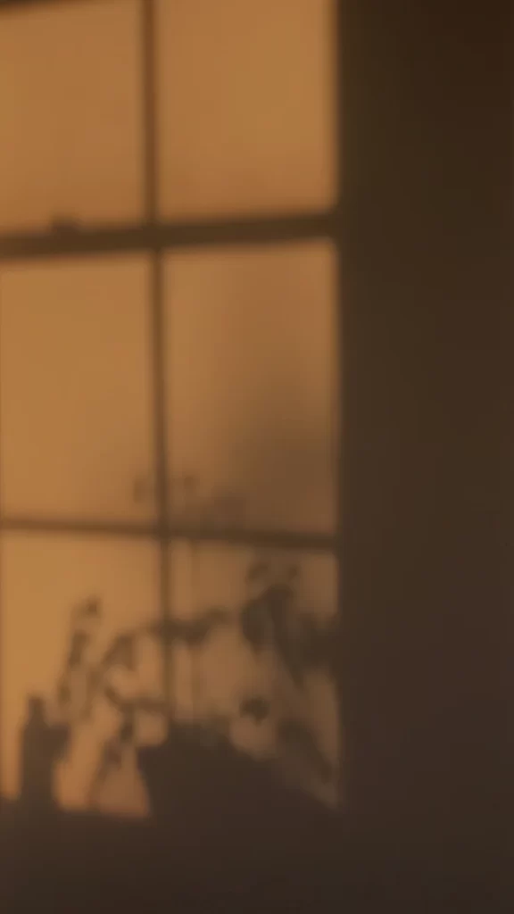 Shadow Window Plant Silhouette Orange