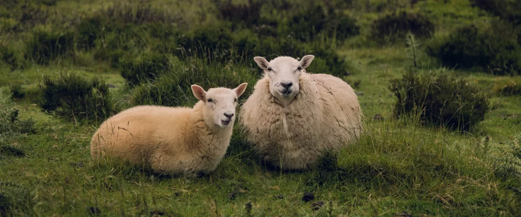Sheep Grass Field Fluffy Peaceful Rural