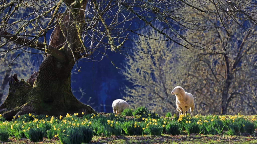 Sheep tree flowers grass sunlight nature