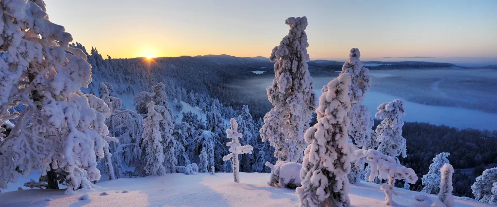Snow-covered Trees Sunrise Winter Landscape Tranquil Frosty