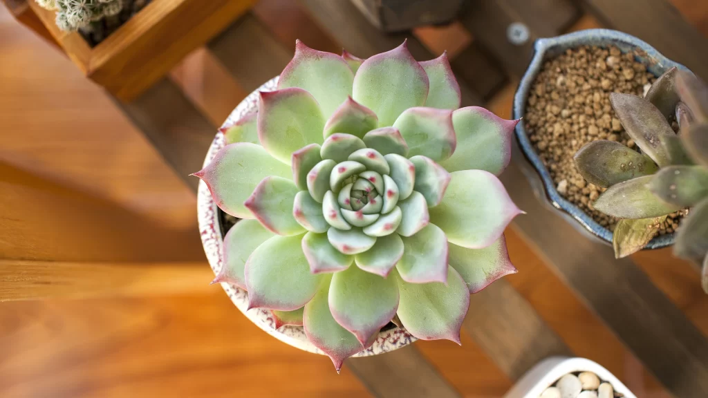 Succulent Plant Green Leaves Pottery Brown Table