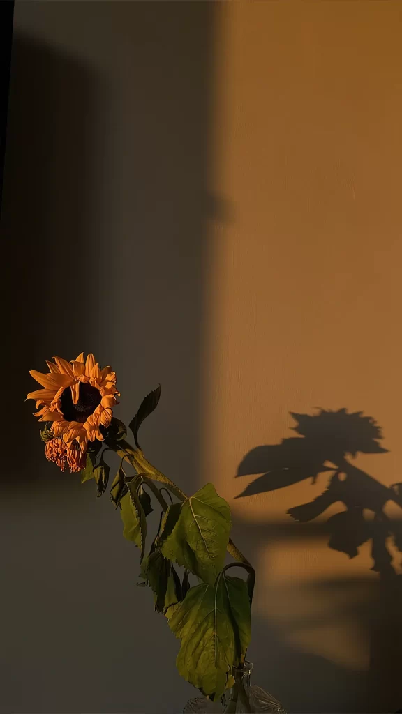Sunflower Vase Shadow Sunlight Wall Still Life