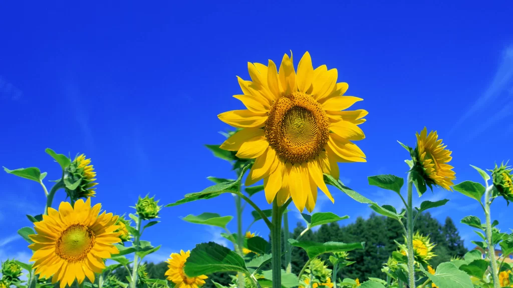 Sunflowers Blue Sky Green Leaves Bright Nature Vibrant