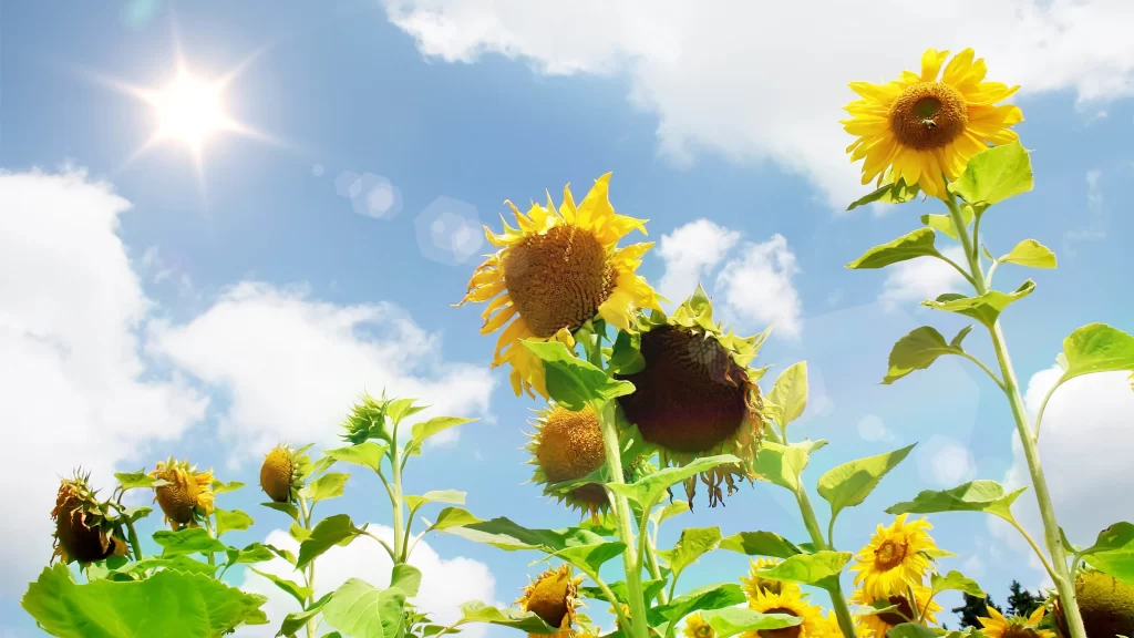 Sunflowers Bright Sky Sun Clouds Nature