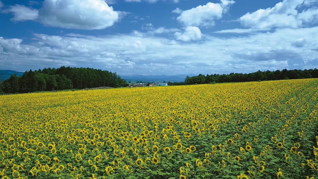 Sunflowers field sky clouds landscape nature