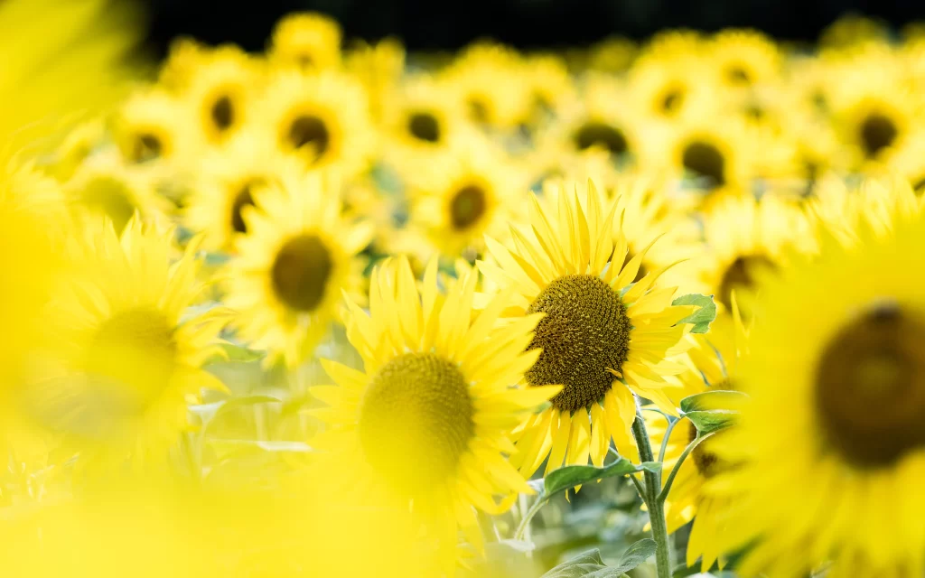 Sunflowers Vibrant Yellow Field Nature Blooming