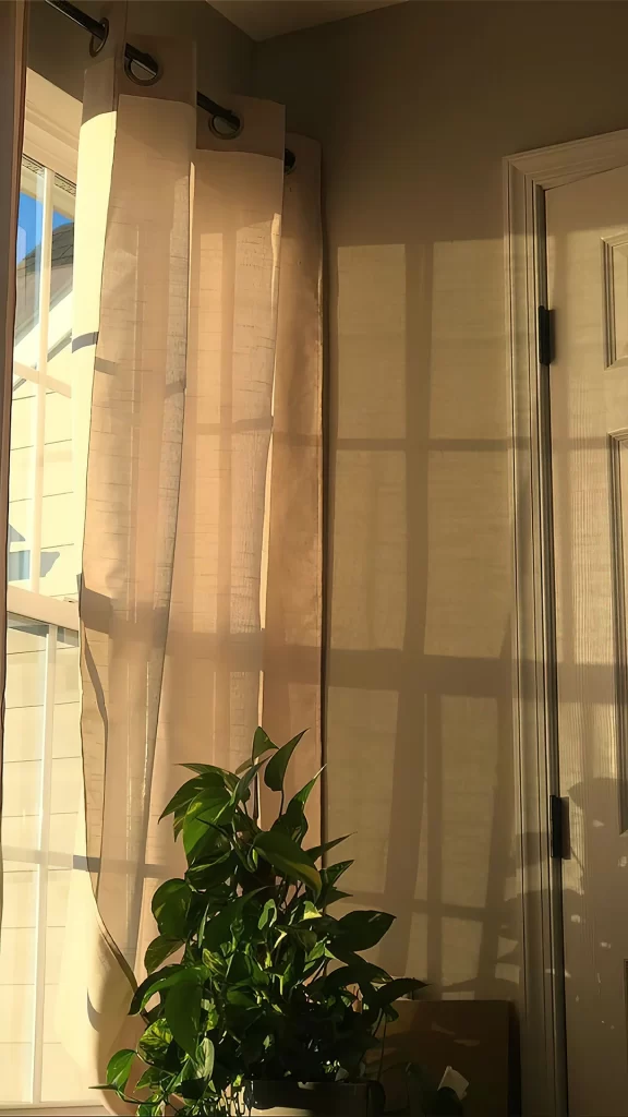 Sunlight Curtains Plant Shadow Interior Door