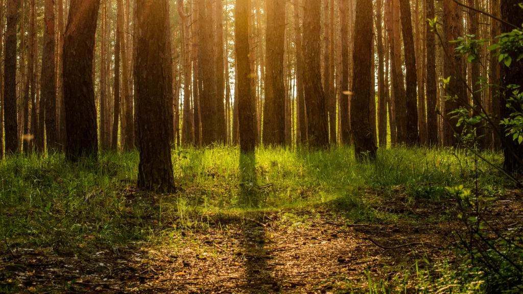 Sunlight Forest Trees Grass Shadows Nature