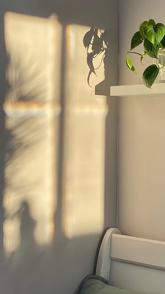 Sunlight Shadow Plant Shelf Wall Interior