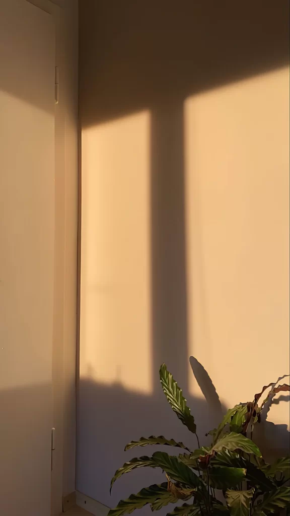 Sunlight Shadow Plant Wall Corner Indoor