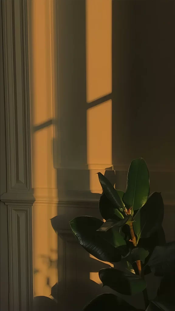 Sunlight Shadow Plant Wall Interior Tranquility