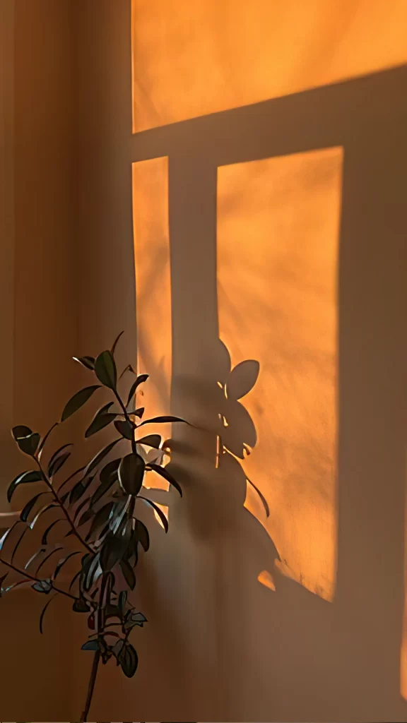 Sunlight Shadow Plant Wall Warm Tranquil