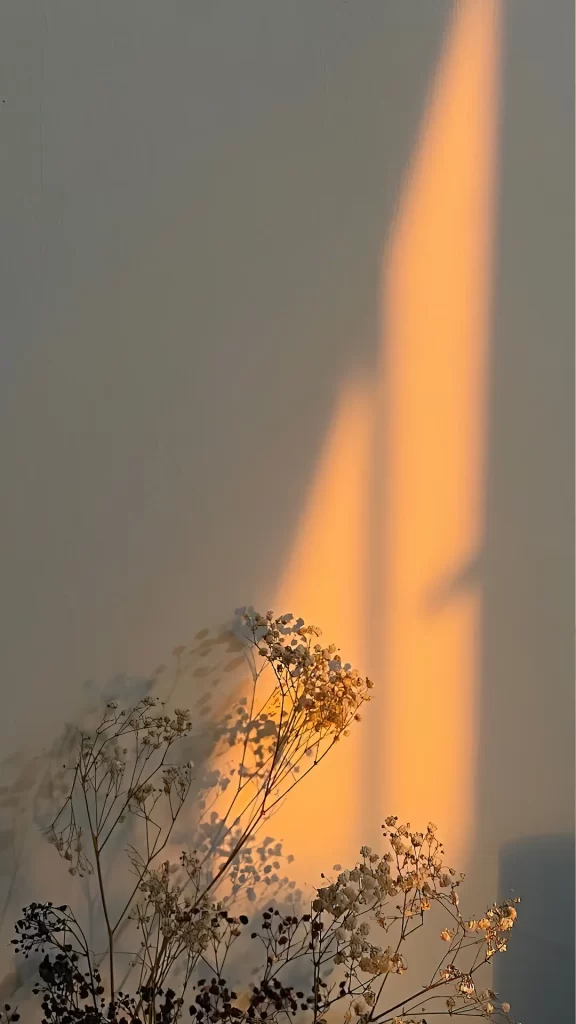 Sunlight Shadow Wall Dried Flowers Warm Tranquil