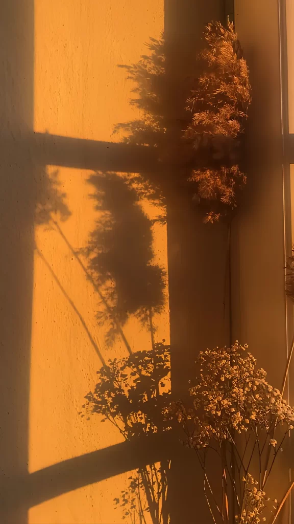 Sunlight Shadows Plants Warm Tones Indoor Serene
