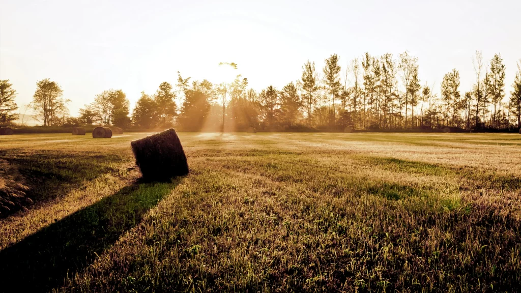 Sunlight field hay bales trees shadow morning