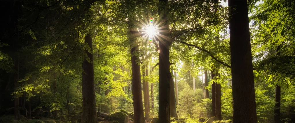Sunlight Forest Green Leaves Tall Trees Nature Tranquility