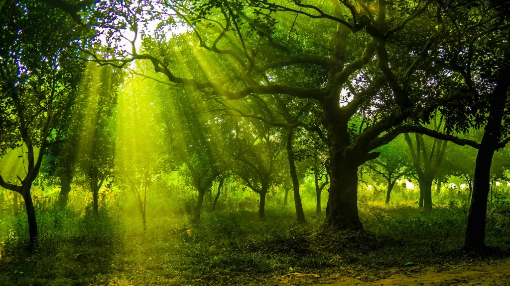 Sunlight Forest Green Trees Tranquility Nature