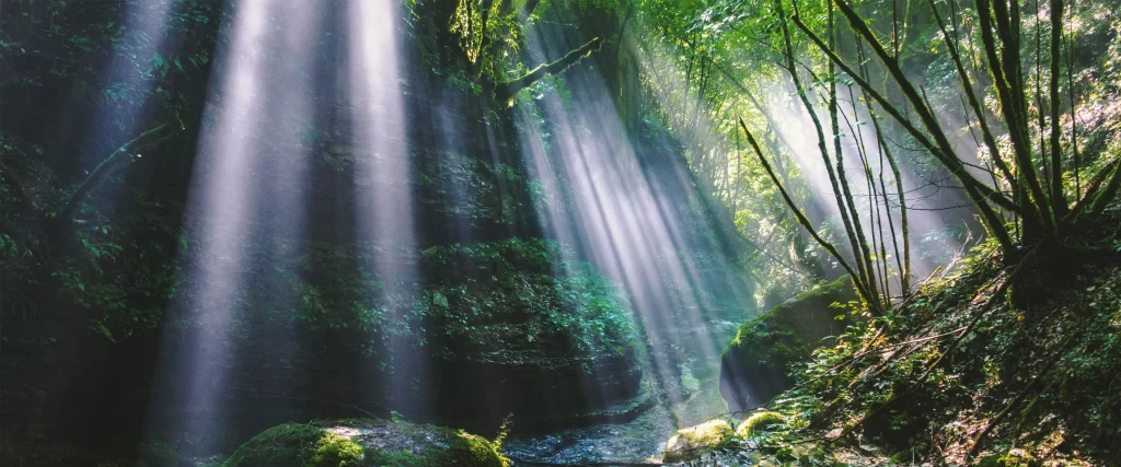 Sunlight Forest Greenery Tranquility Nature Serenity